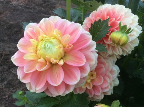 9939E443-E1C6-4F91-A176-F4689218F13B