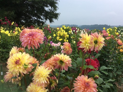 6CFCA6F1-450D-4A43-8C05-3F88F5FC8A00