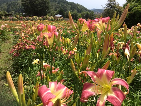 F777812C-AEBE-47BA-B0E5-03E77B78DDF3