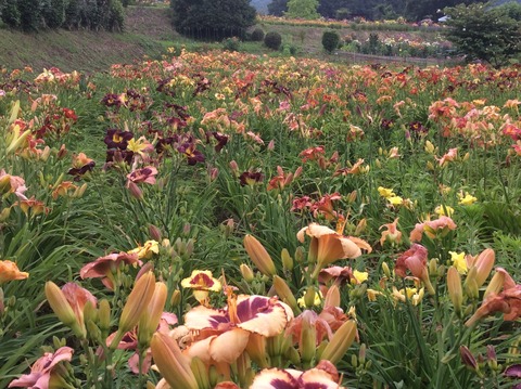 FFCF2C21-EB84-4139-9F1B-33E37C99E49B