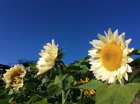 6F52713B-D1E0-4079-A6F0-E855D54FDD3A