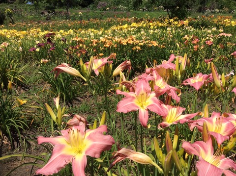 A6CF1973-9550-44D9-902D-A40F20189DCD