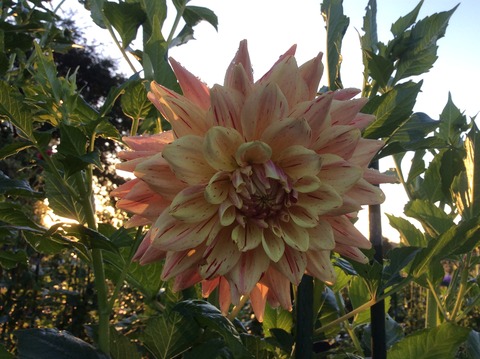 00D3A7F5-F6A3-4B87-8704-4CFAD20A7595