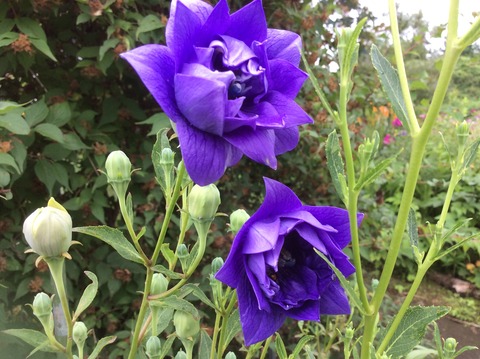 E4BDC92A-6117-4880-9498-2EA0CB0712CB