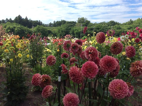 EEE22A31-A619-416D-8010-2966FE7115A4