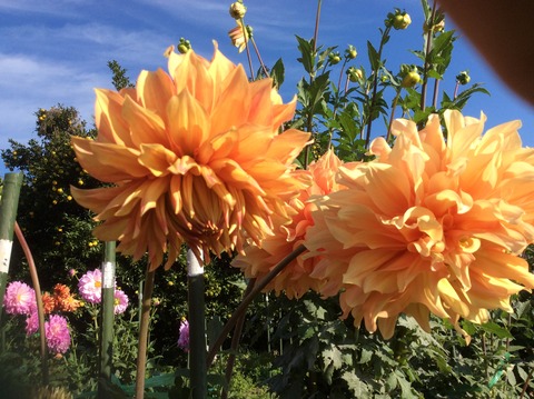 22E565F4-7AE6-43B6-8C1A-D096AA971172