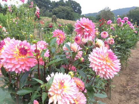 56B3310D-50A6-4A9F-A3CE-3AAEF7846A17