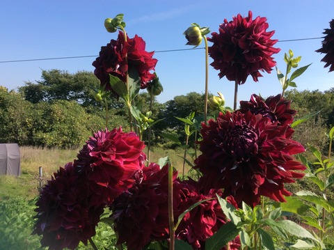 3AE1BD6F-6816-4EBB-BC92-2C97B003BFAC