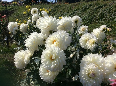 02343E96-3ED5-468F-AEF1-A8F24995C376