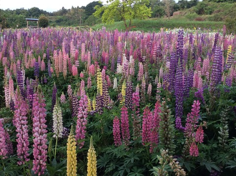 A7FCA162-1CDD-4BDE-B06D-CA82A09B6D14