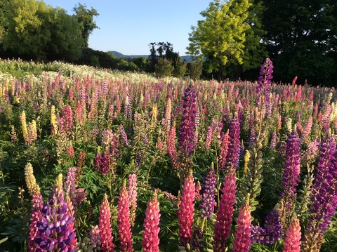 62C4F74D-4434-47EA-95F2-E52BB458248A