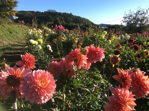 2C752EF1-750A-446F-9769-6E68676B0900