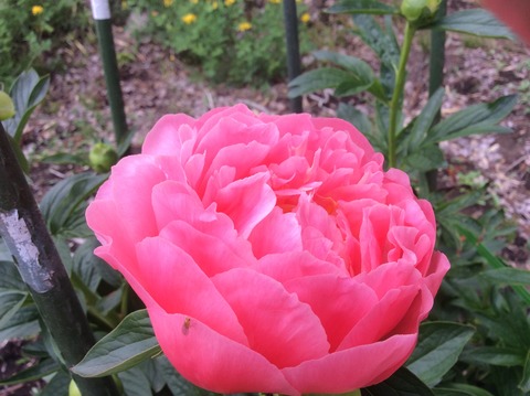 6F804A21-BBC6-47B2-9348-EC424488C266