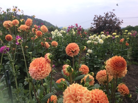 6D2FEDA3-7055-4622-AD2B-F1D7FD3390DA