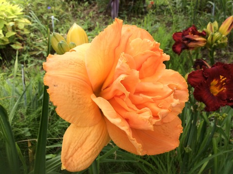 1E5202ED-DD0C-4842-88B1-6114BC064F72