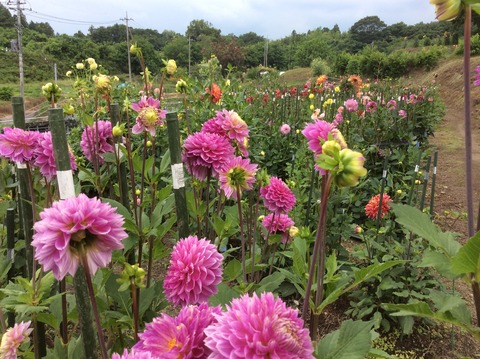 81A684CB-4CA8-43FA-A94C-7D43BBBEC50F