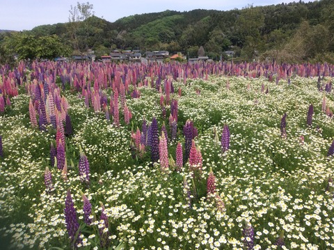 D03514E0-9A6D-487F-A5B2-1A24F8706716