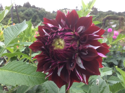 53990F04-85E5-480F-845C-24A9E41DC534