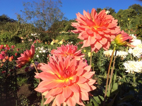 69B3E817-CF0F-43A1-85BA-3988A13D78F5