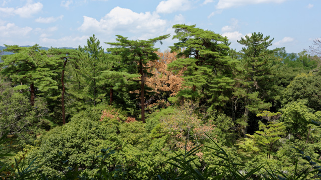 伊賀市：上野公園の森