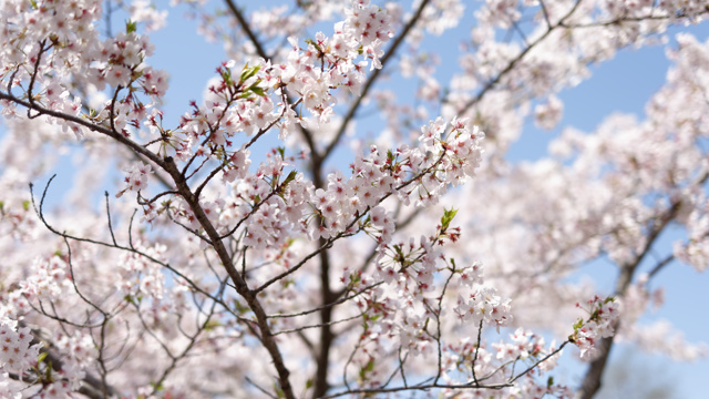 千葉市青葉の森公園：桜花