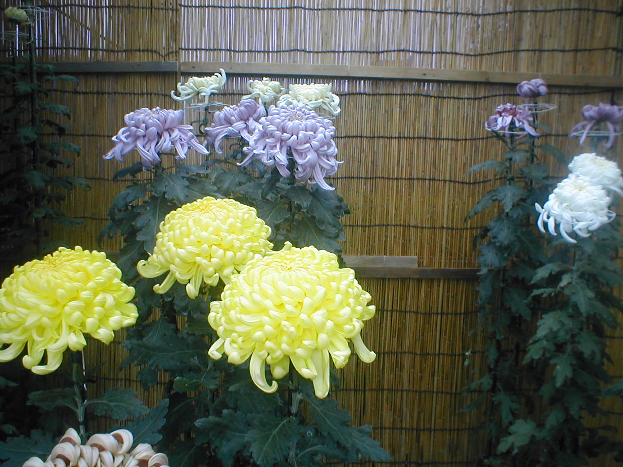 日本の花といえば この花もですね ばんせいのひと