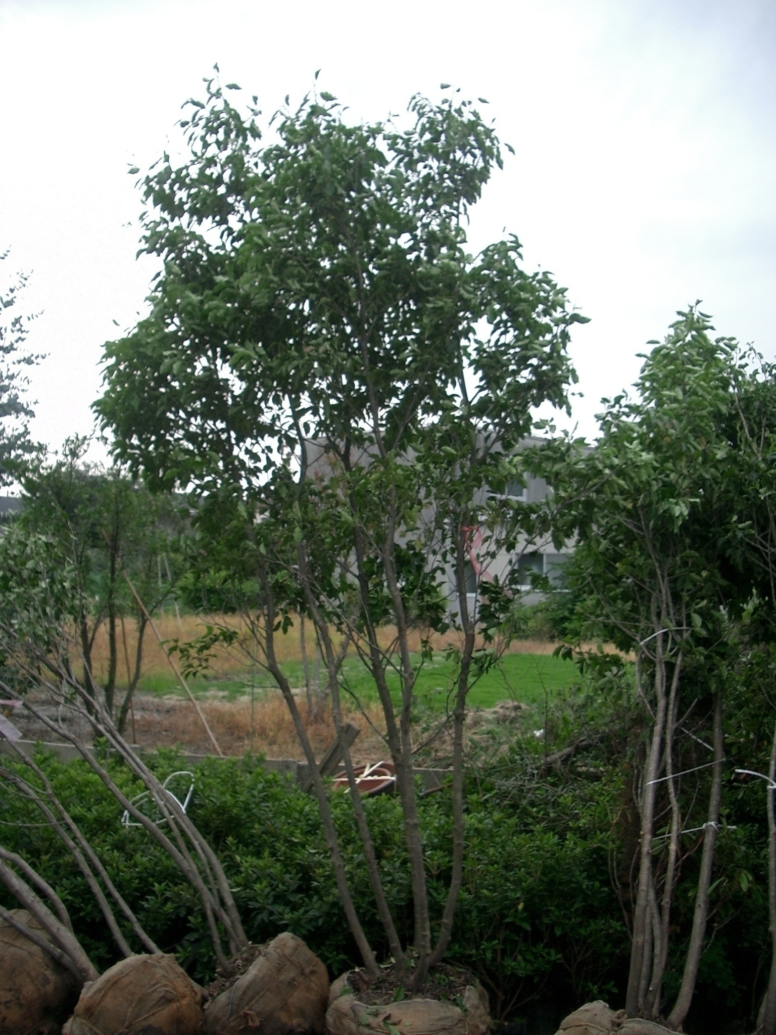 ソヨゴの剪定 苔所の寄り道