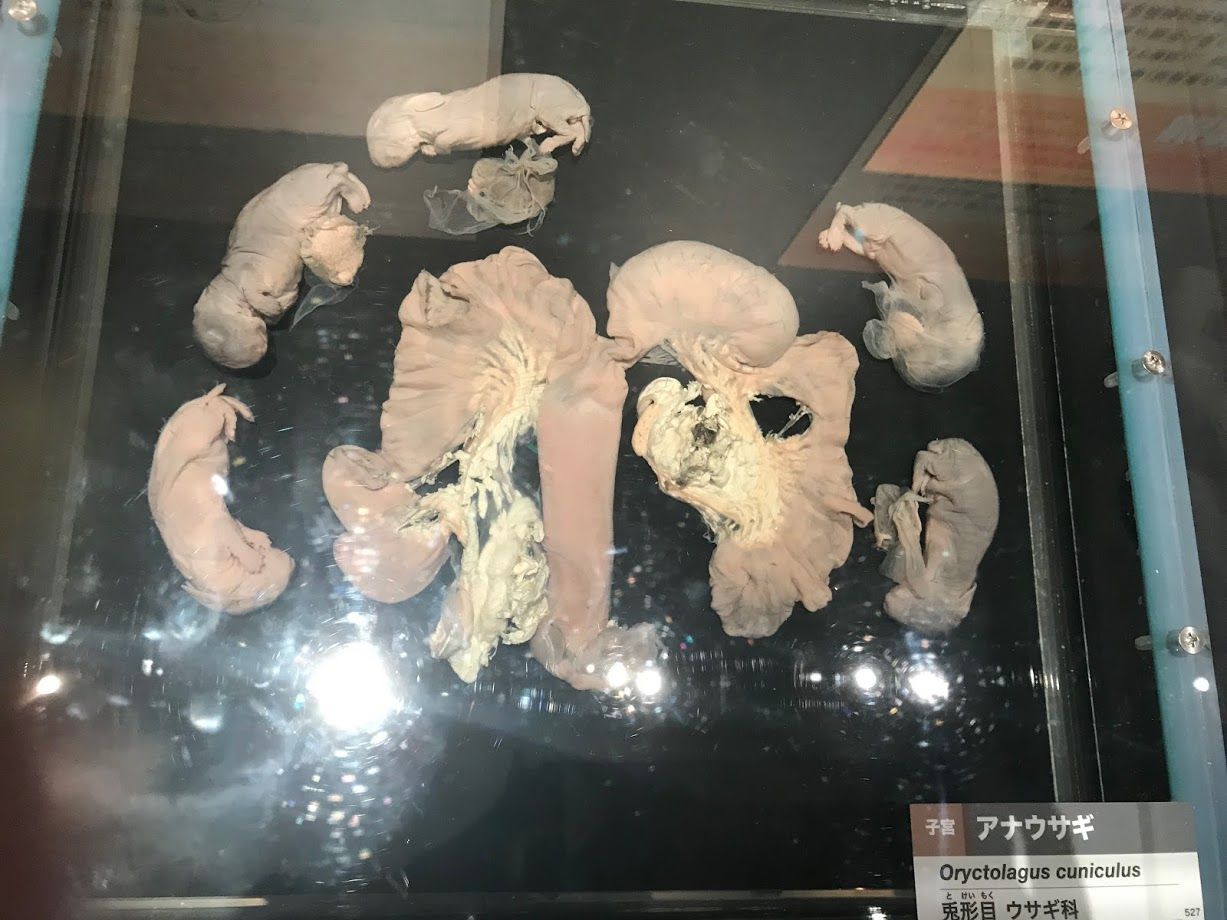 Seex 08 大哺乳類展２ーみんなの生き残り作戦 見学 Sex Museum Japan