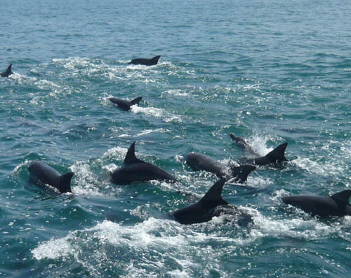 黒いイルカ 白いイルカ イルカウォッチング日記