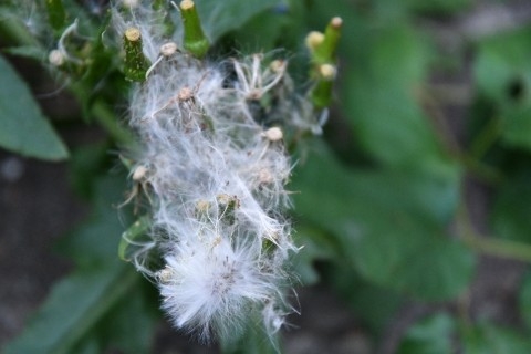 アザミの綿毛 Trains And Flight