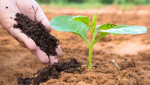 fertilizer-organic