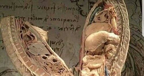 【画像】エロ漫画である断面図の海外版、マジでリアルのサムネイル画像