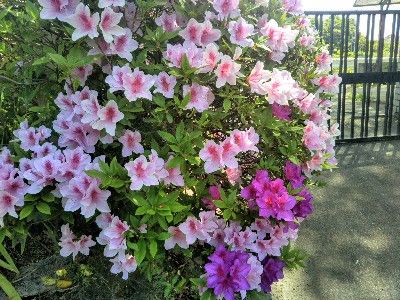 IMG_20180426_105215-400x300