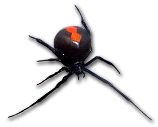 Redback_frontal_view