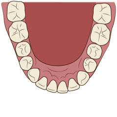 ortho_lower_jow_flow_8