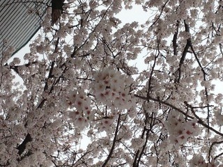 hana1