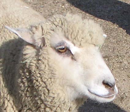 おおさか府民牧場 子供と遊ぼう