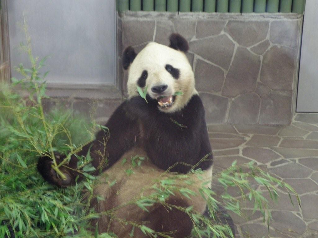 王子動物園 動画付き 子供と遊ぼう