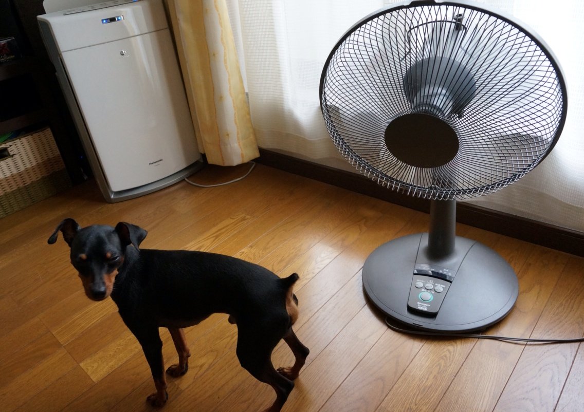 ひんやりお散歩ベスト で暑さ対策 子供と遊ぼう