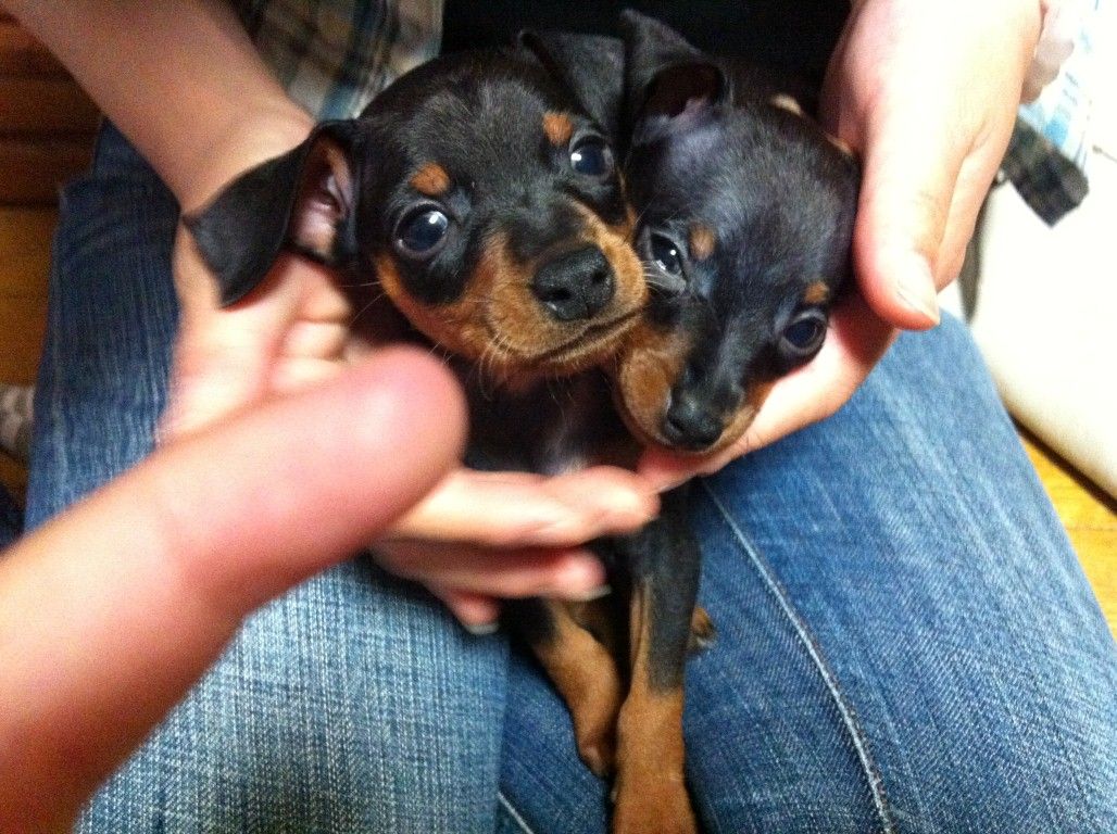 家族が増えました ミニピン追加 子供と遊ぼう