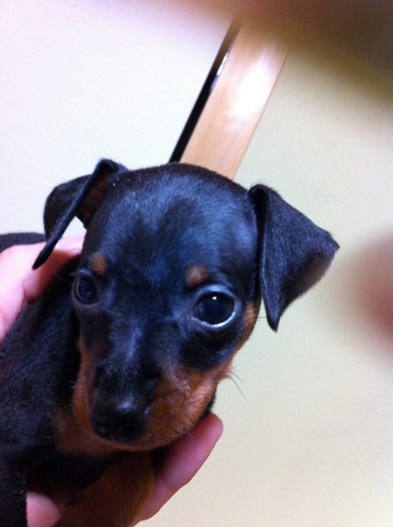 家族が増えました ミニピン追加 子供と遊ぼう