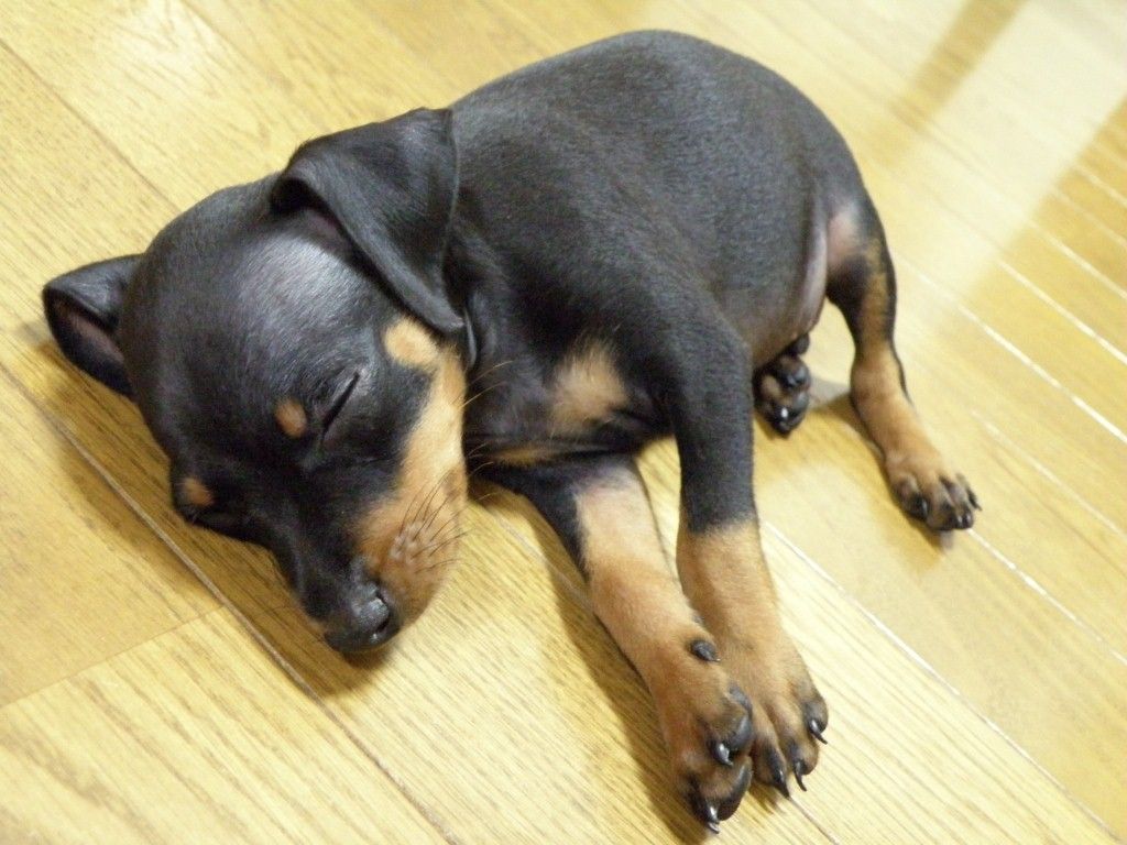 家族が増えました ミニピン追加 子供と遊ぼう