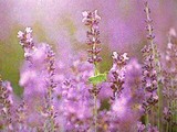 ise_090630_01