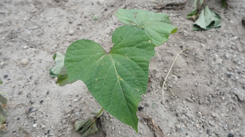 P5289593