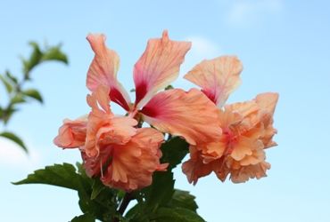 オレンジフラミンゴ:IMG_6661