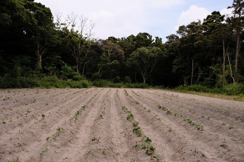 DSCF0545