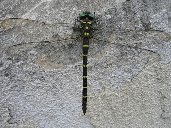 Anotogaster_sieboldii_on_wall