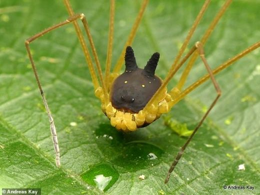 【画像】ウサギや犬に見える蜘蛛が話題に