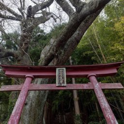 【時空の歪み】どこにいようと巨大な鳥居が現れて、くぐると瞬間移動で家に帰れた