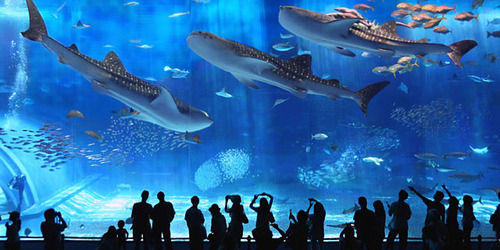 水族館で働きたいんだがやばい？